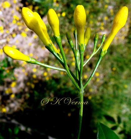  Inflorescence-Cymes in umbel